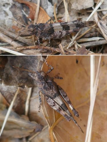 Oedipoda caerulescens caerulescens