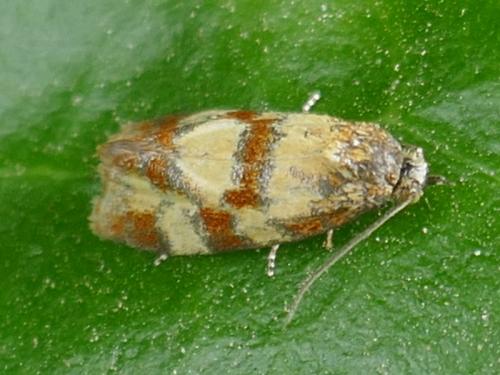 Aethes tesserana