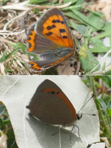 Lycaena phlaeas