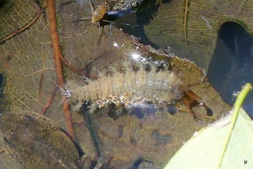 Réf. 263 102 : Hydrochara caraboides