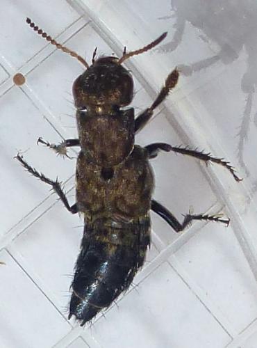 Ontholestes murinus