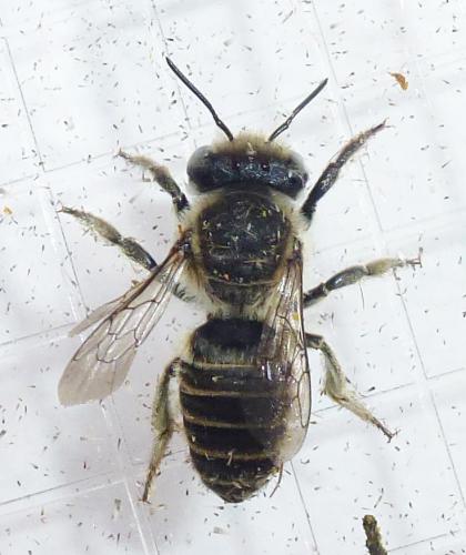 Megachile pilidens