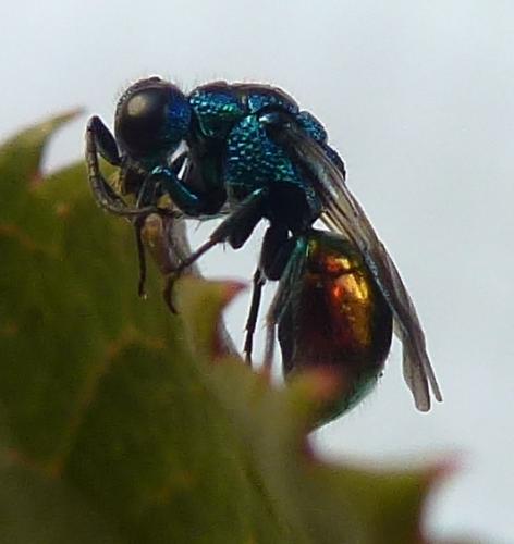 Réf. 263 614 : Pseudomalus auratus