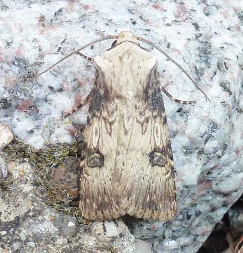Réf. 263 926 : Agrotis puta