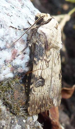 Réf. 263 928 : Agrotis puta