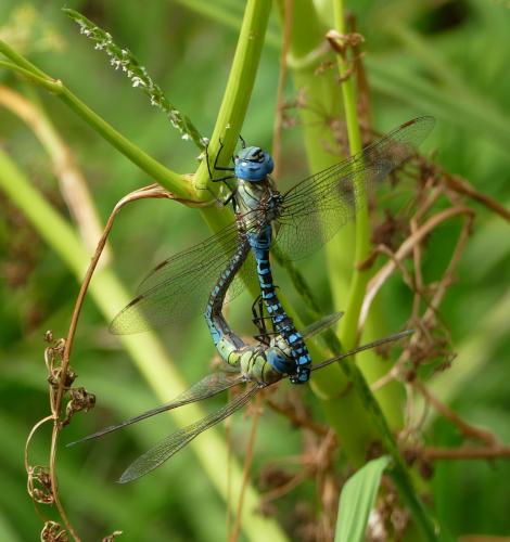 Aeshna affinis
