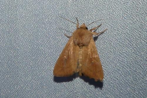 Réf. 263 040 : Mythimna ferrago
