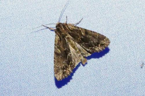 Réf. 263 081 : Apamea monoglypha