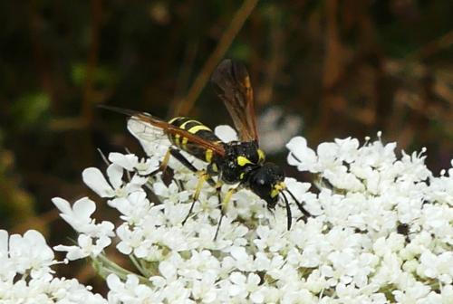 Réf. 263 898 : Tenthredo (marginella-thompsoni)