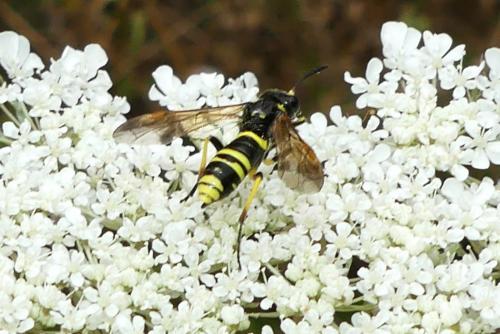 Réf. 263 899 : Tenthredo (marginella-thompsoni)