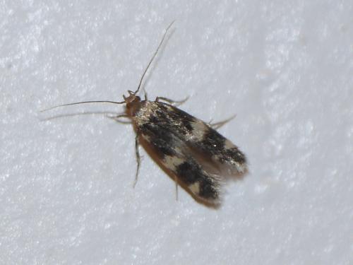 Oegoconia sp.