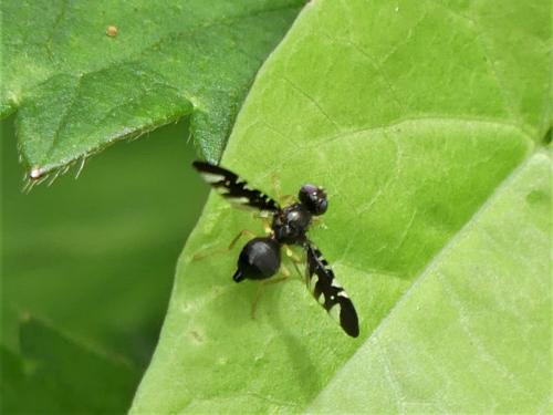 Réf. 263 398 : Cryptaciura rotundiventris