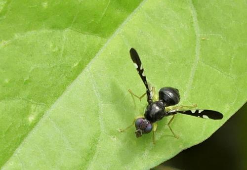 Cryptaciura rotundiventris