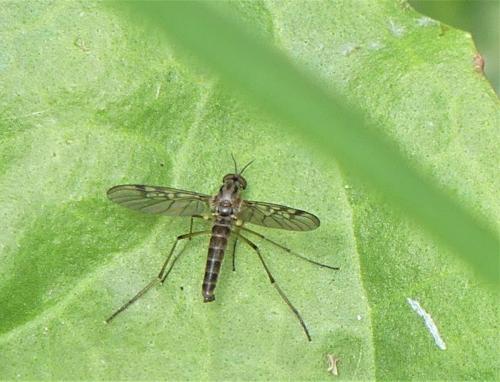 Réf. 263 469 : Sylvicola punctatus