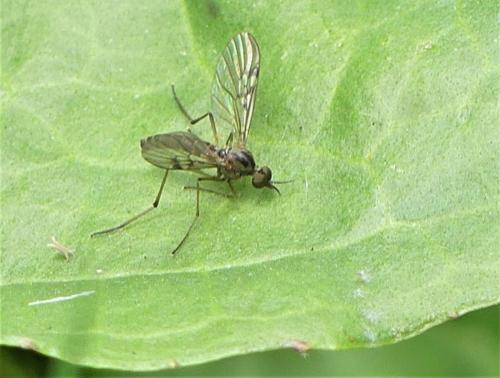 Sylvicola punctatus