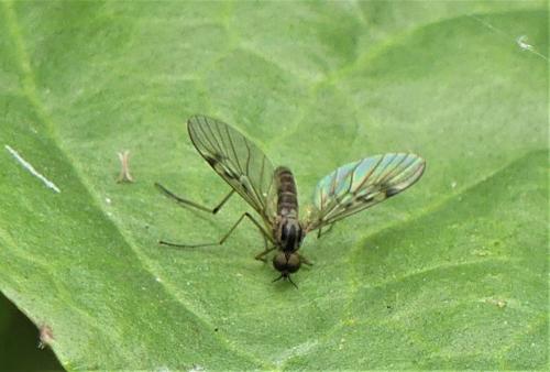 Sylvicola punctatus