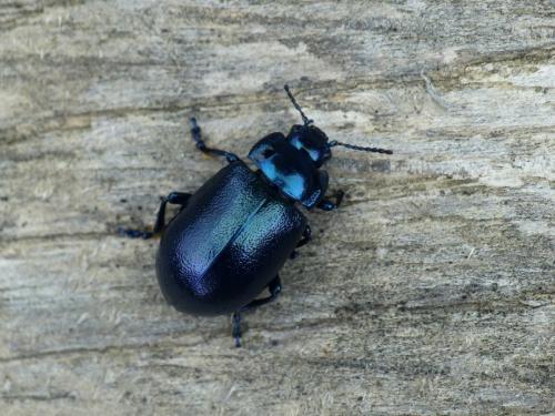 Réf. 263 186 : Oreina caerulea