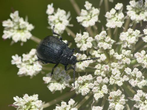 Galeruca luctuosa