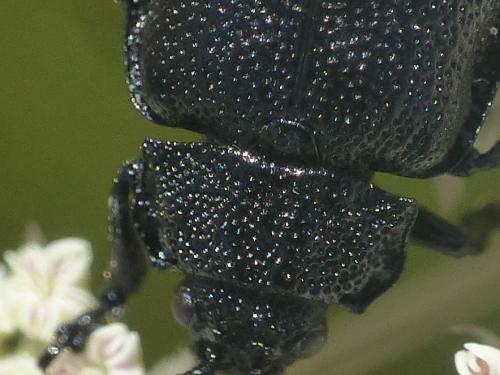 Galeruca luctuosa