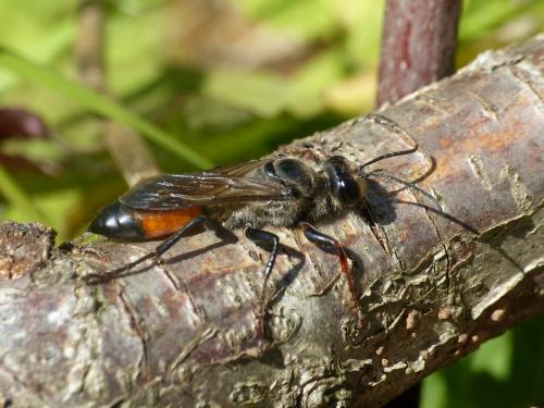 Réf. 263 678 : Sphex funerarius