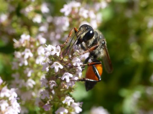 Réf. 263 679 : Sphex funerarius