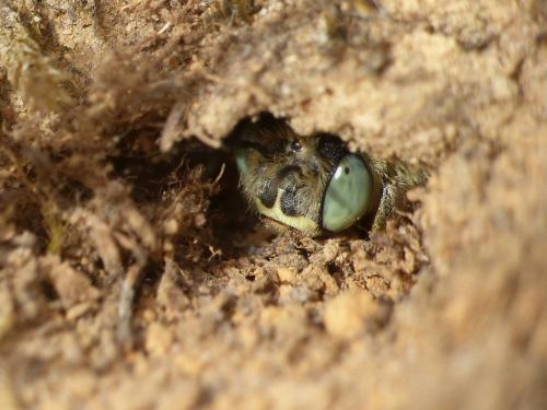 Réf. 263 767 : Anthophora bimaculata