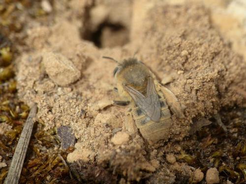 Réf. 263 768 : Anthophora bimaculata