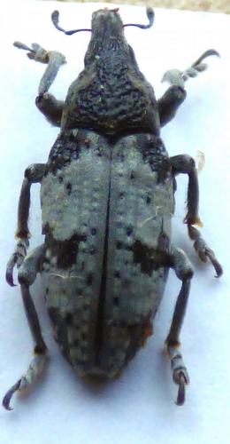 Réf. 263 571 : Bothynoderes affinis