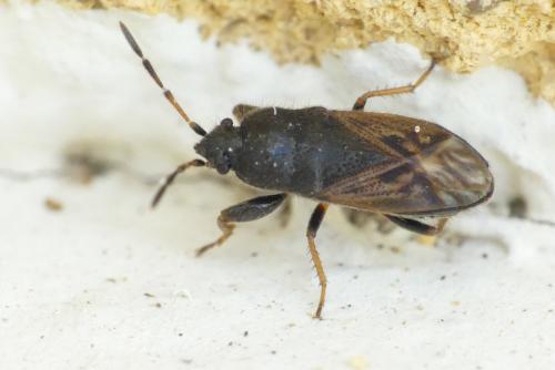 Réf. 263 470 : Megalonotus sp.