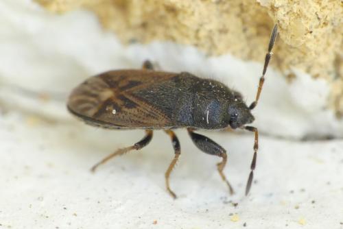 Réf. 263 374 : Megalonotus sp.