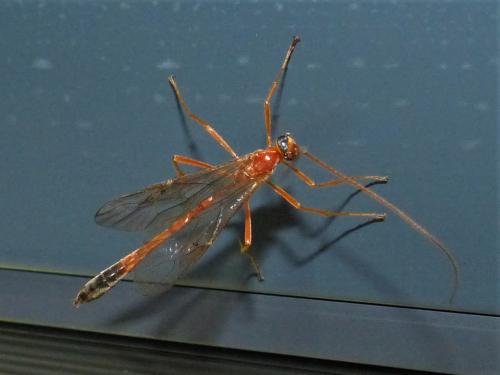 Réf. 263 274 : Enicospilus ramidulus
