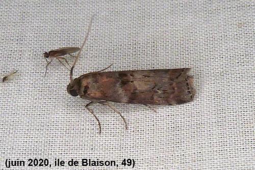 Réf. 263 735 : Phycita roborella