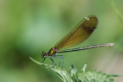Calopteryx virgo