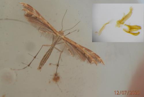 Réf. 263 142 : Crombrugghia laetus