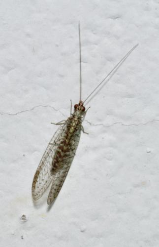 Pseudomallada venosus