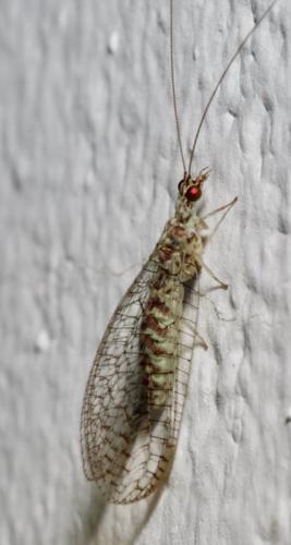 Pseudomallada venosus
