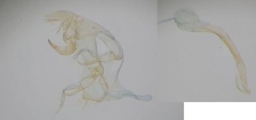 Réf. 263 139 : Bryotropha senectella