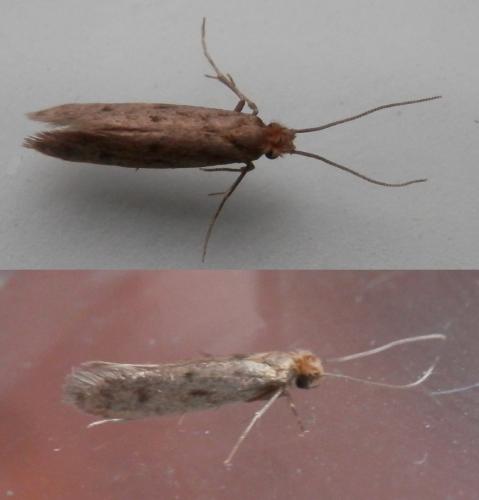 Tinea pellionella