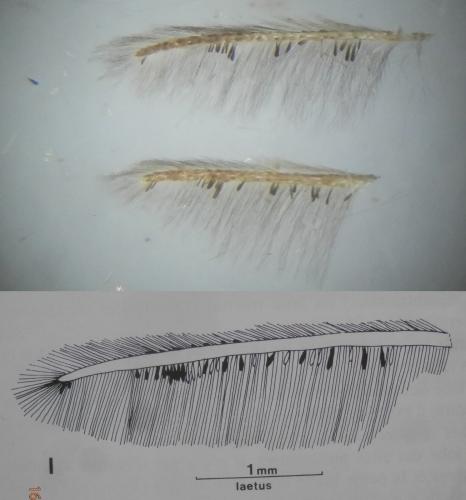 Réf. 263 262 : Crombrugghia laetus