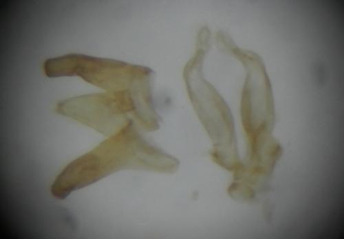 Réf. 263 326 : Crombrugghia laetus