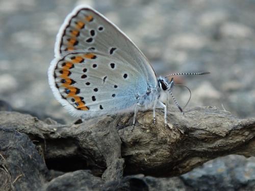 Réf. 263 305 : Plebejus argyrognomon