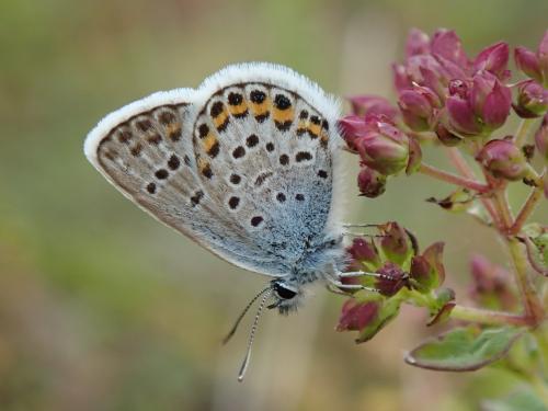 Réf. 263 303 : Plebejus argus