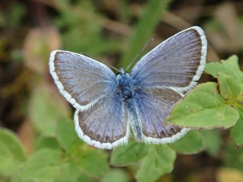 Réf. 263 304 : Plebejus argus
