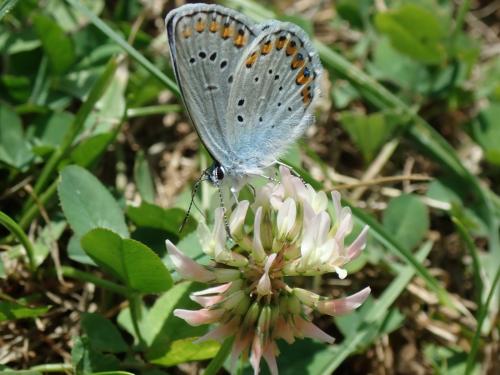 Réf. 263 375 : Plebejus argyrognomon