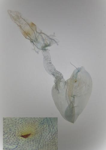 Acrobasis fallouella