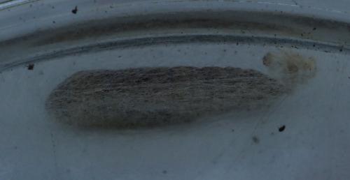 Chrysodeixis chalcites