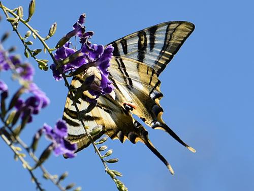 Réf. 263 340 : Iphiclides feisthamelii