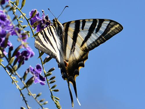 Réf. 263 338 : Iphiclides feisthamelii