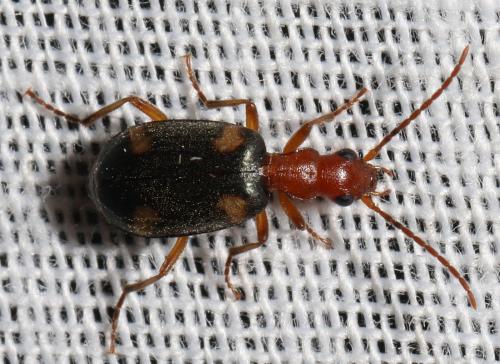 Brachinus exhalans