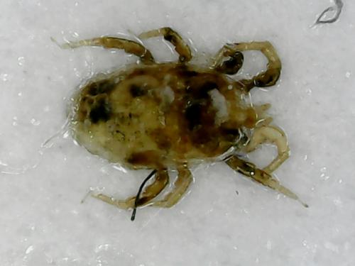 Dermatophagoides pteronyssinus